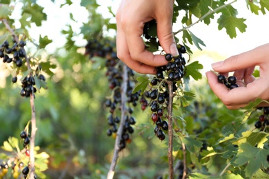 Photo of Woman picking black currant berries outdoors, closeup