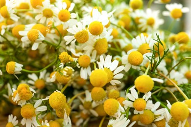 Bouquet of beautiful blooming chamomiles, closeup view