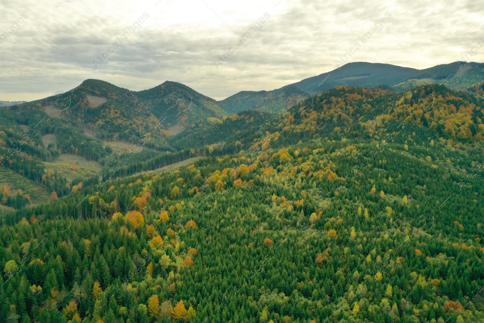 Photo of Aerial view of beautiful mountain forest on autumn day