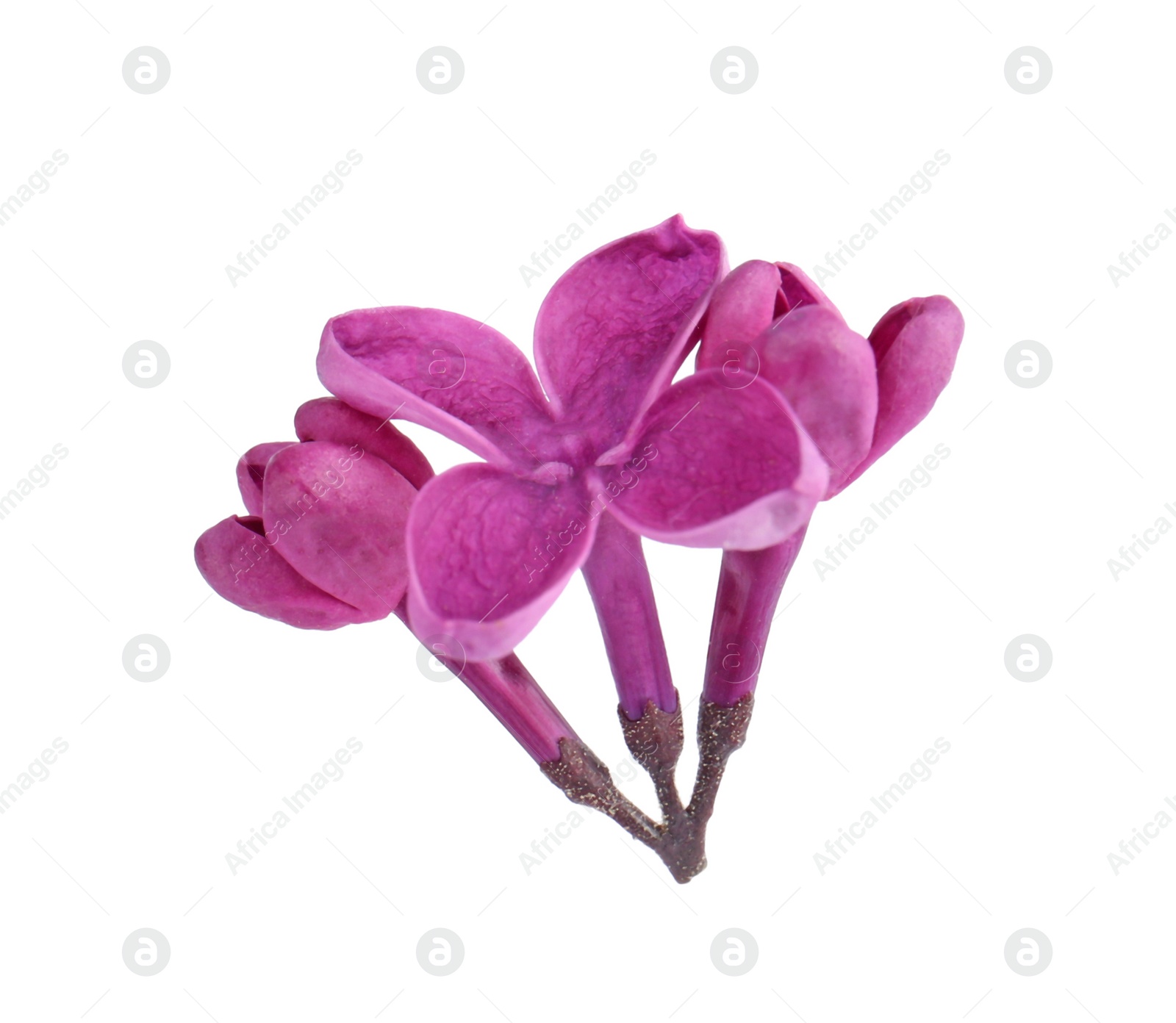 Photo of Beautiful fragrant lilac flowers on white background