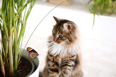 Image of Adorable cat playing with butterfly on floor at home