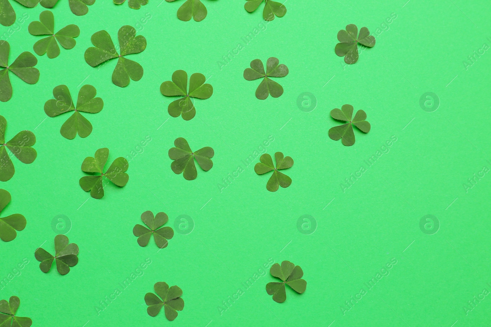 Photo of Beautiful clover on green background, flat lay