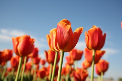 Photo of Beautiful red tulip flowers growing against blue sky, closeup