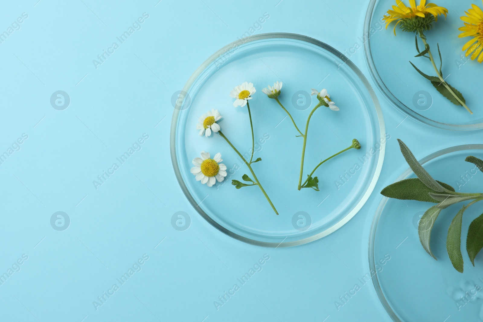 Photo of Flat lay composition with Petri dishes and plants on light blue background. Space for text