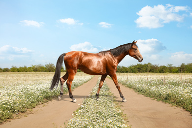 Beautiful horse crossing country road on sunny day