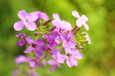 Photo of Beautiful blooming flowers in green garden on summer day