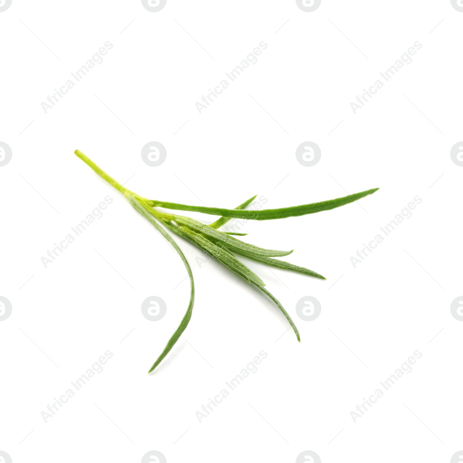 Photo of One sprig of fresh tarragon on white background