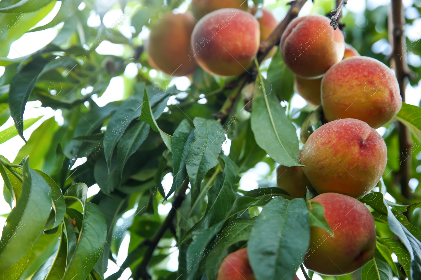 Photo of Ripe peaches on tree branch in garden