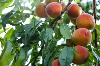 Ripe peaches on tree branch in garden