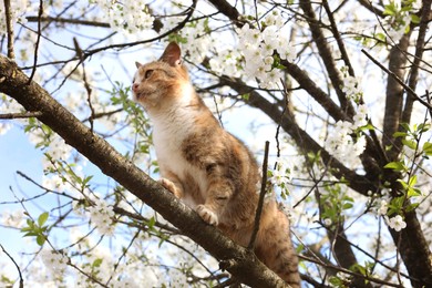 Cute cat on blossoming spring tree outdoors