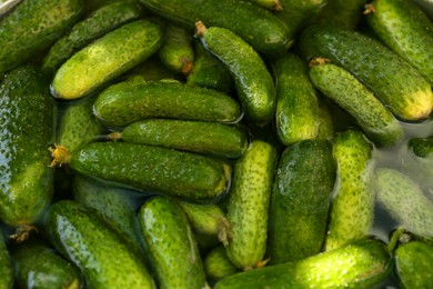 Many fresh ripe cucumbers in water, above view