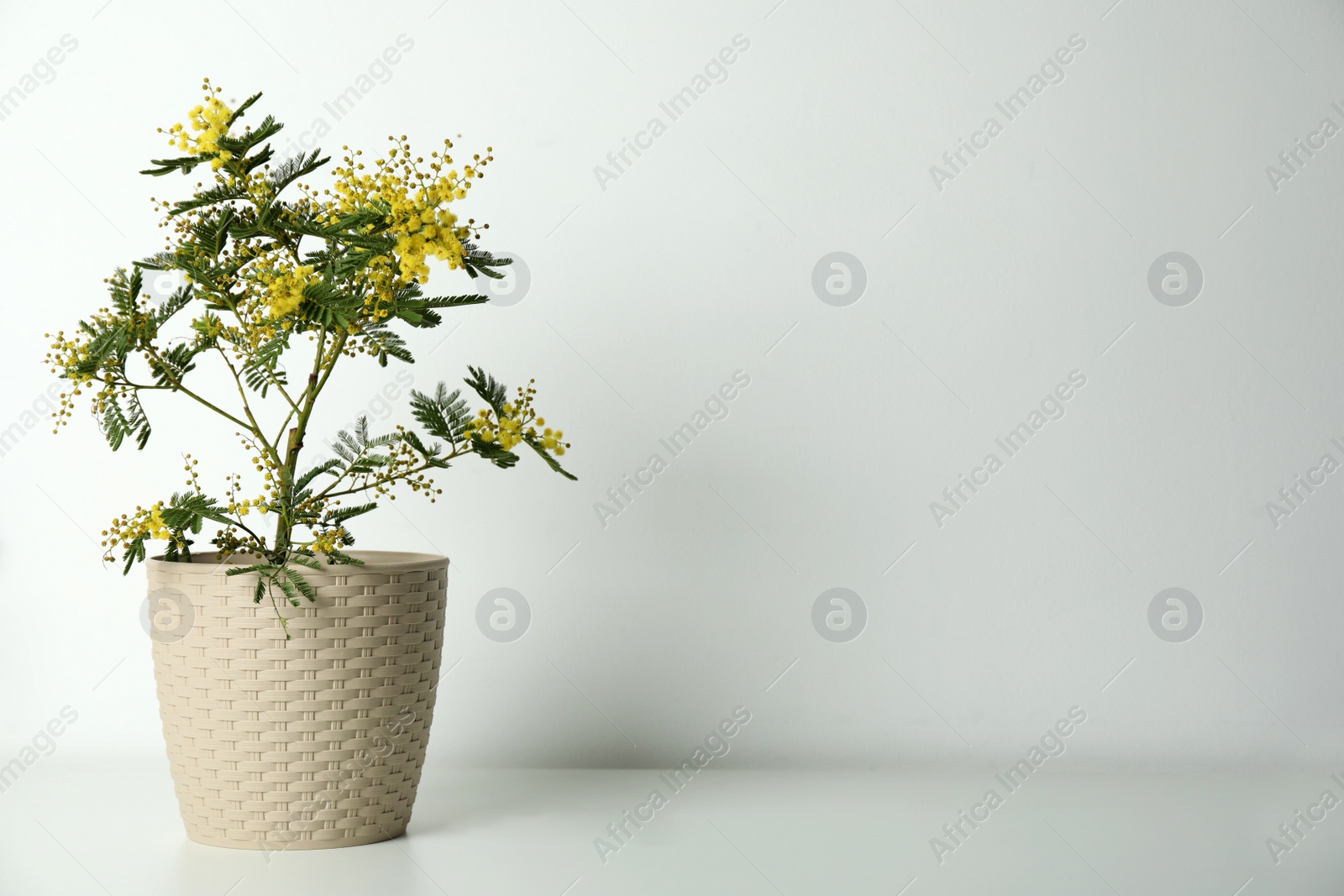 Photo of Beautiful mimosa plant in pot on light grey table, space for text