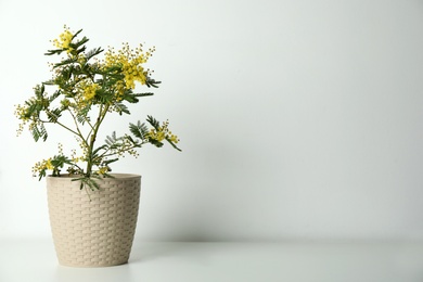 Beautiful mimosa plant in pot on light grey table, space for text