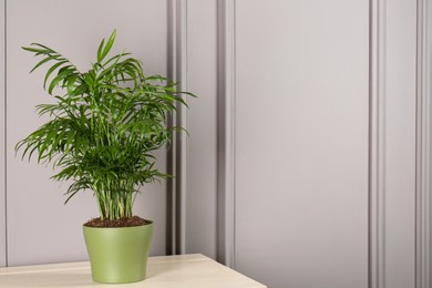 Photo of Potted chamaedorea palm on light table near white wall, space for text. Beautiful houseplant