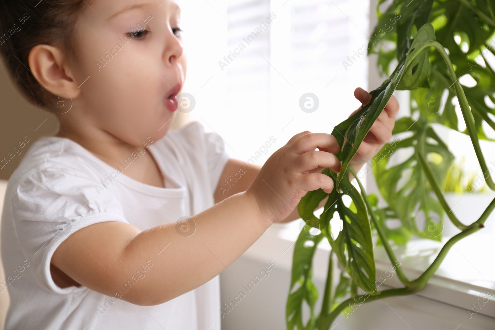 Photo of Little girl playing with houseplant at home