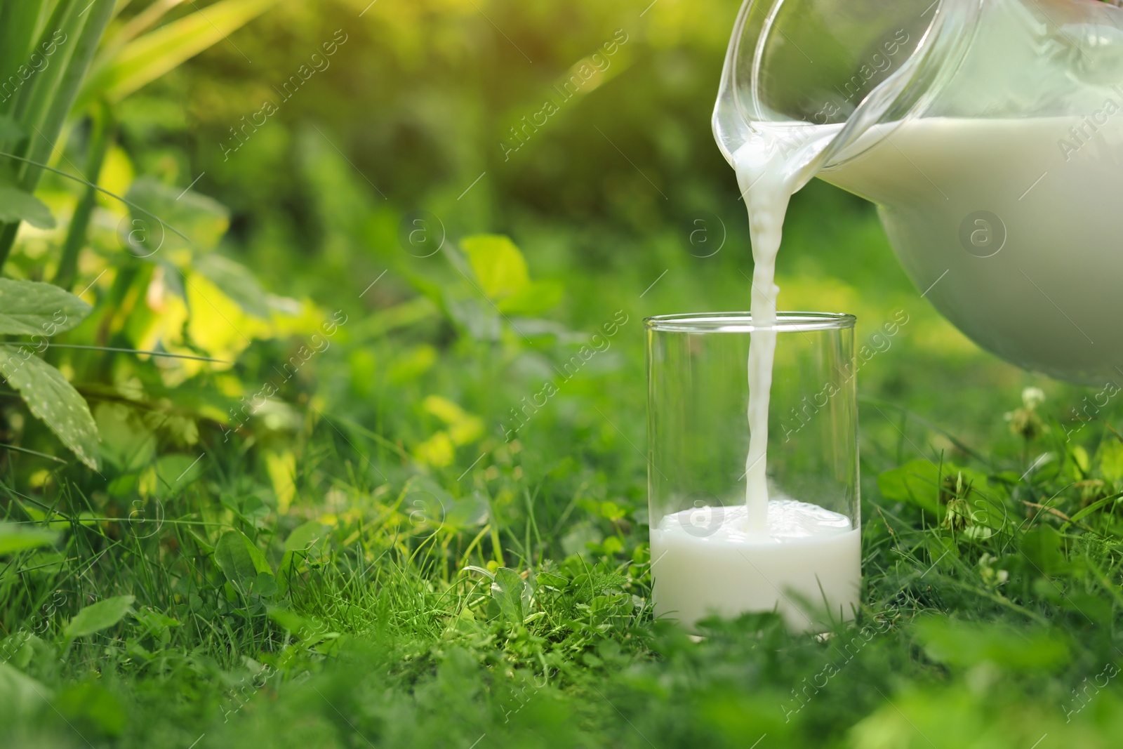 Photo of Pouring tasty fresh milk from jug into glass on green grass outdoors, closeup. Space for text