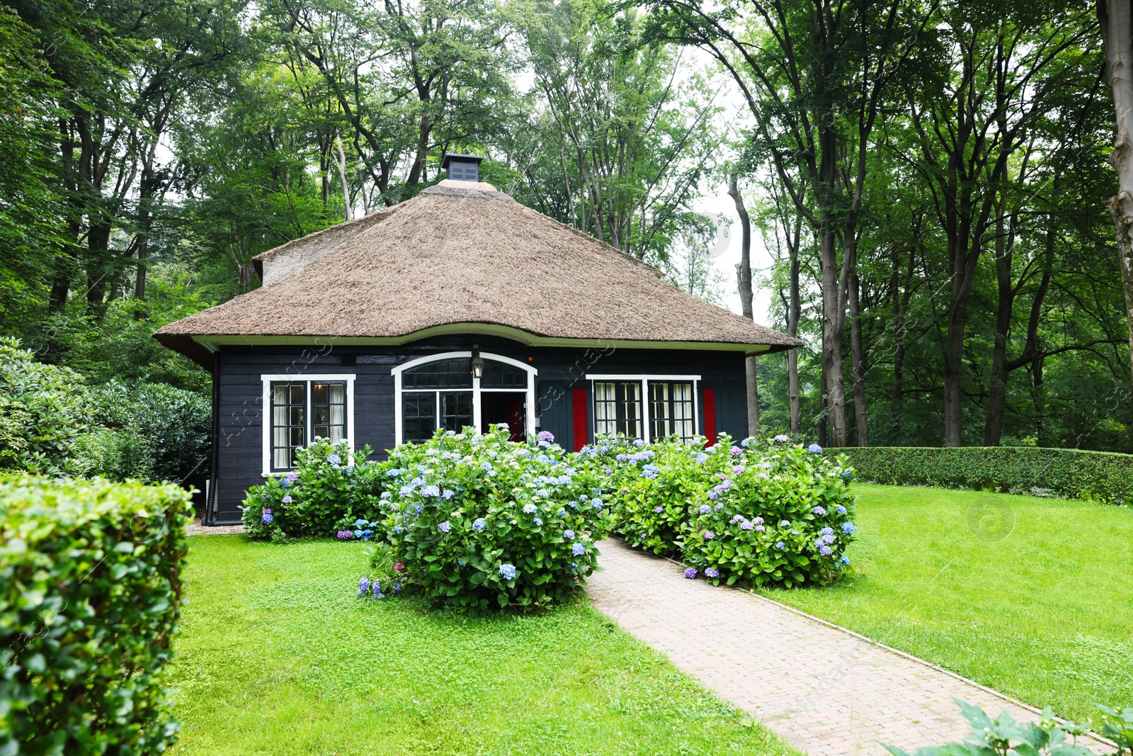 Photo of Beautiful blooming hydrangeas in front yard of lovely little cottage. Landscape design