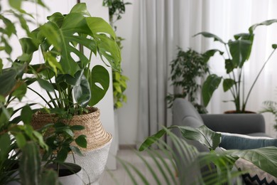 Photo of Beautiful potted houseplants in room. Space for text