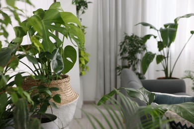 Beautiful potted houseplants in room. Space for text