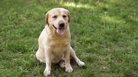 Photo of Cute Golden Labrador Retriever dog sitting on grass in summer park