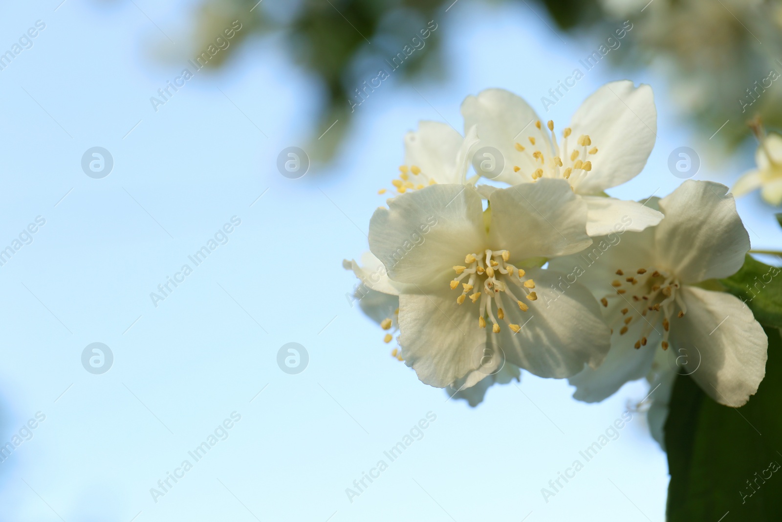 Photo of Beautiful blooming white jasmine shrub outdoors, closeup. Space for text