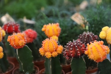 Beautiful different cacti in floral shop, closeup