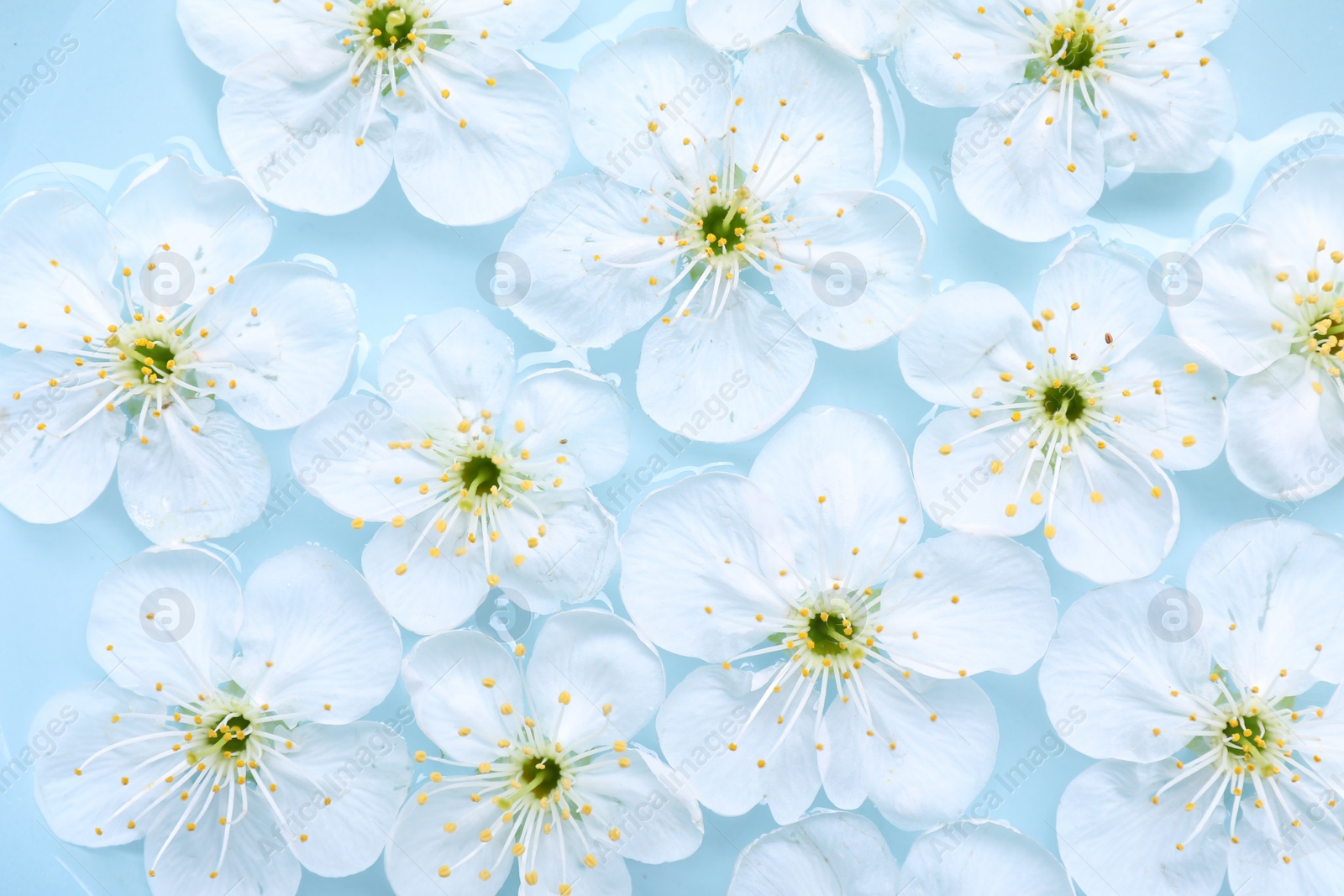 Photo of Beautiful cherry tree blossoms on light blue background, flat lay