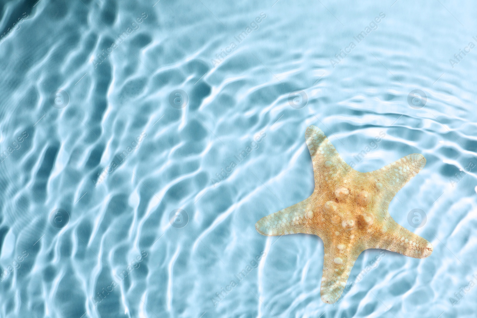 Image of Starfish in sea water, top view. Space for text