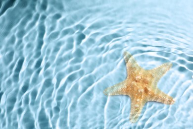 Image of Starfish in sea water, top view. Space for text