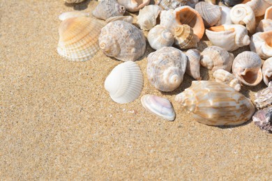 Photo of Many beautiful sea shells on sand, closeup. Space for text