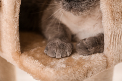 Photo of Cute Scottish fold on cat tree at home, closeup. Fluffy pet