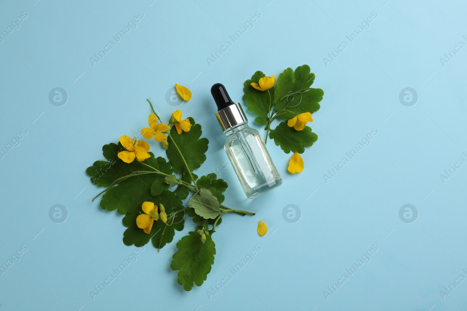 Photo of Bottle of natural celandine oil and flowers on light blue background, flat lay