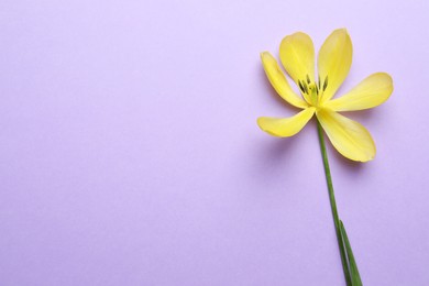 Yellow tulip on violet background, top view and space for text. Menopause concept