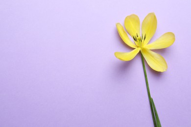 Photo of Yellow tulip on violet background, top view and space for text. Menopause concept