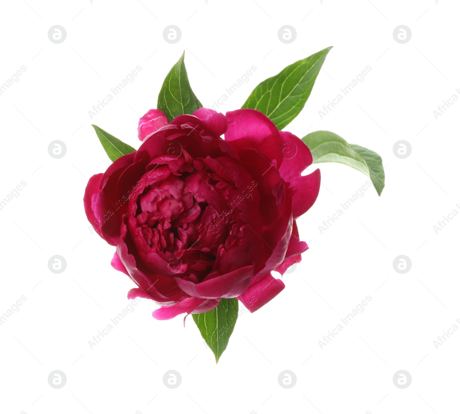 Photo of Beautiful pink peony flower isolated on white