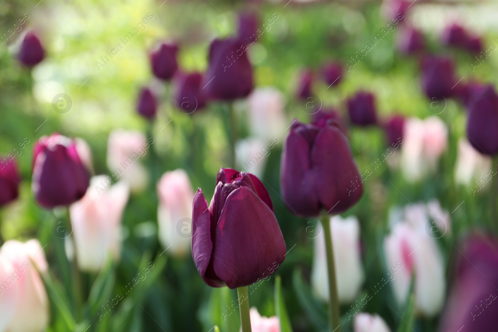 Photo of Beautiful blooming tulips outdoors on sunny day