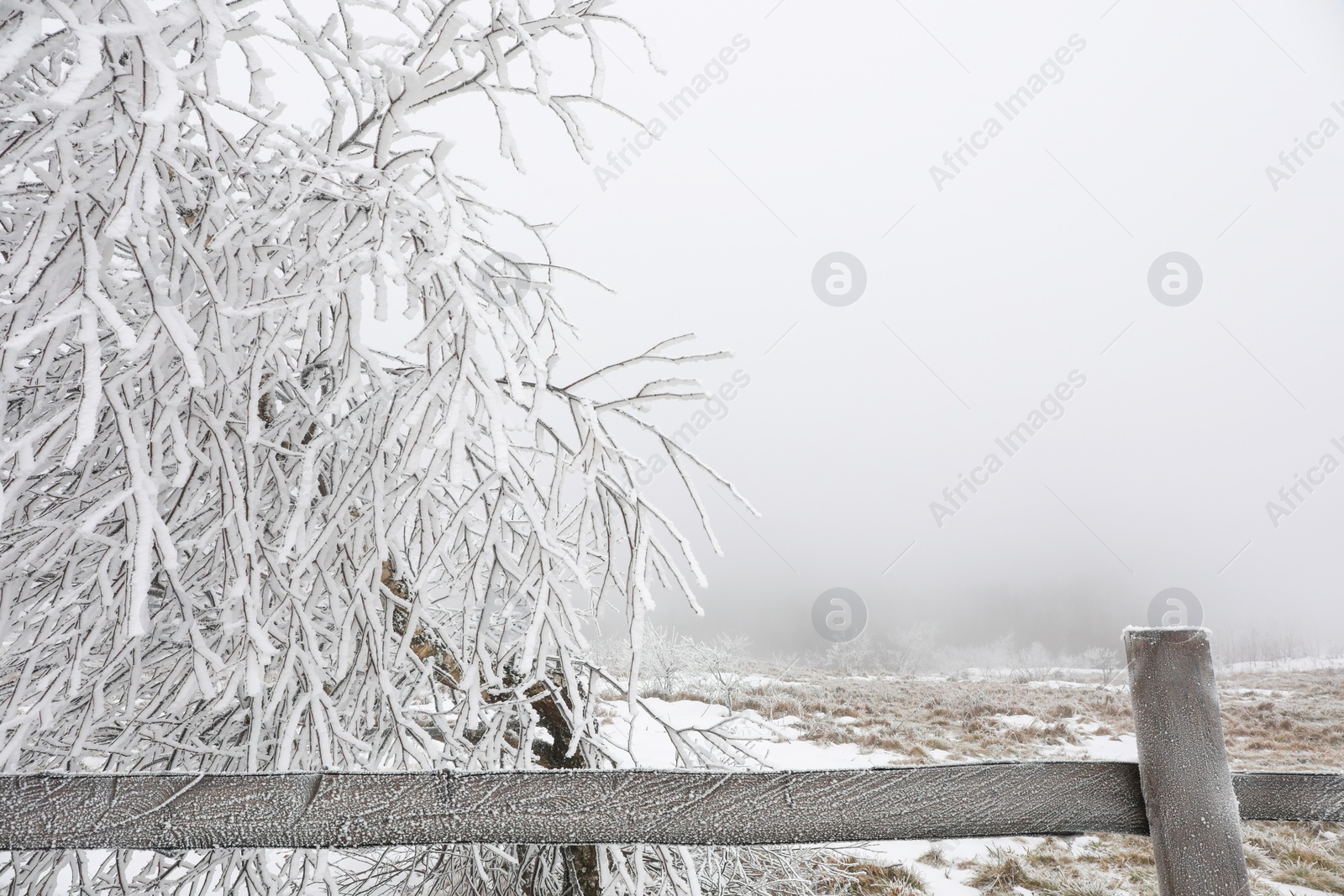 Photo of Beautiful tree covered with snow on winter day. Space for text