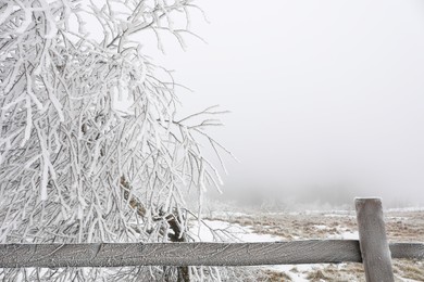 Beautiful tree covered with snow on winter day. Space for text