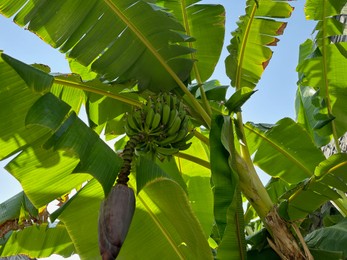 Photo of Green bananas growing on tropical tree outdoors on sunny day, low angle view