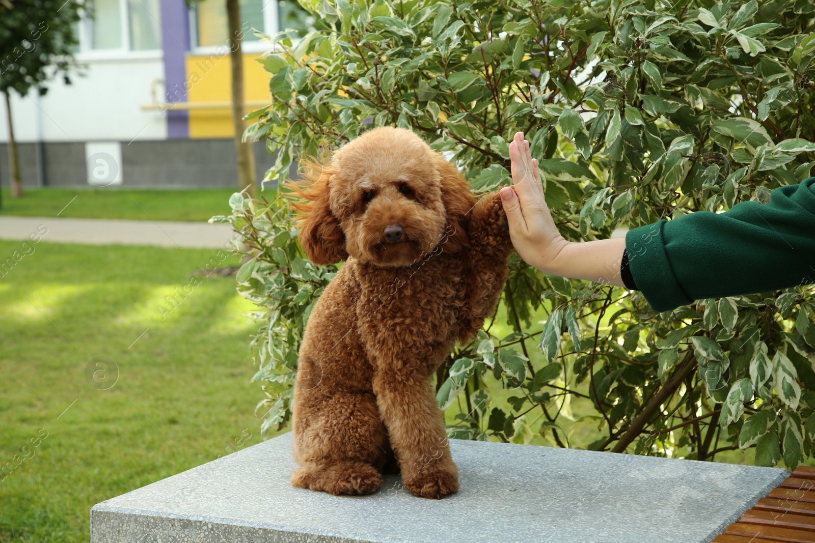 Photo of Cute Maltipoo dog giving high five to woman outdoors, closeup