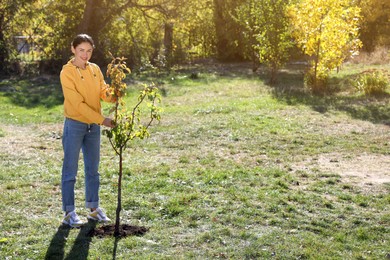 Photo of Mature woman planting young tree in park on sunny day, space for text