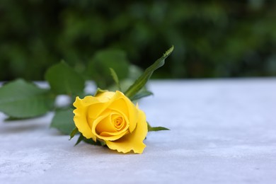 Photo of Beautiful yellow rose on light table outdoors, closeup. Space for text