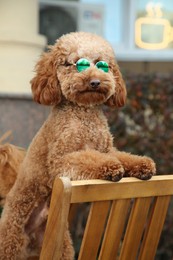 Photo of Cute fluffy dog with sunglasses in outdoor cafe