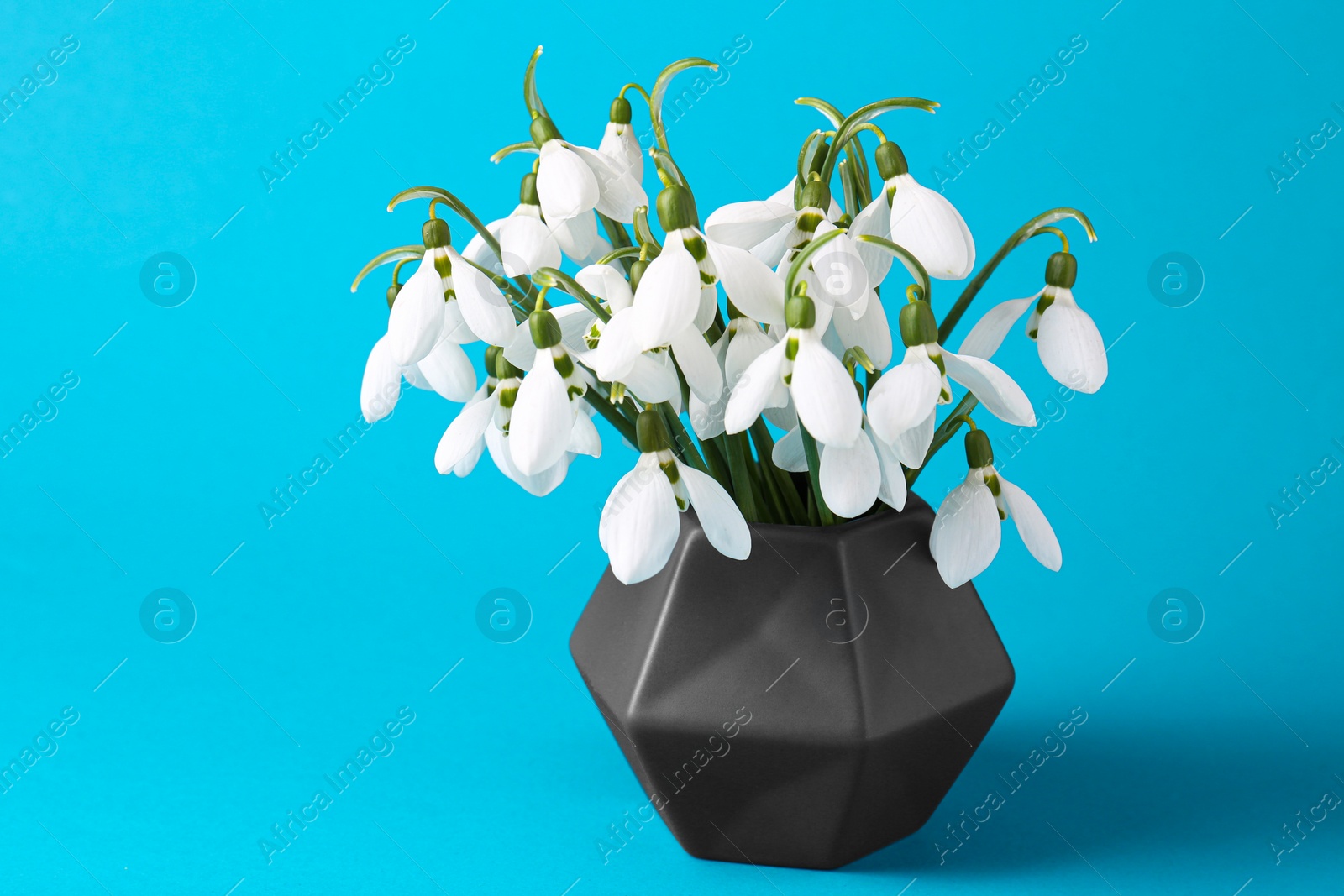 Photo of Beautiful snowdrops in vase on light blue background