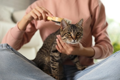 Photo of Woman brushing cute tabby cat at home, closeup. Lovely pet