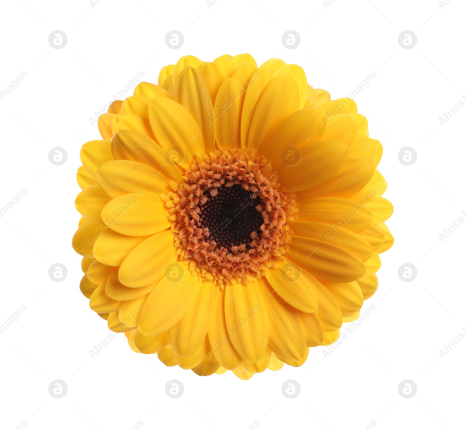 Image of Beautiful yellow gerbera flower isolated on white