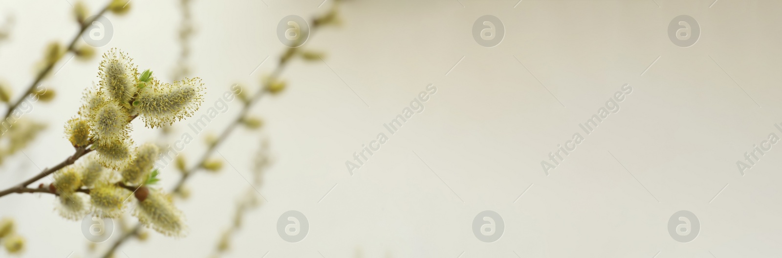 Image of Beautiful pussy willow branches outdoors, closeup view with space for text. Banner design