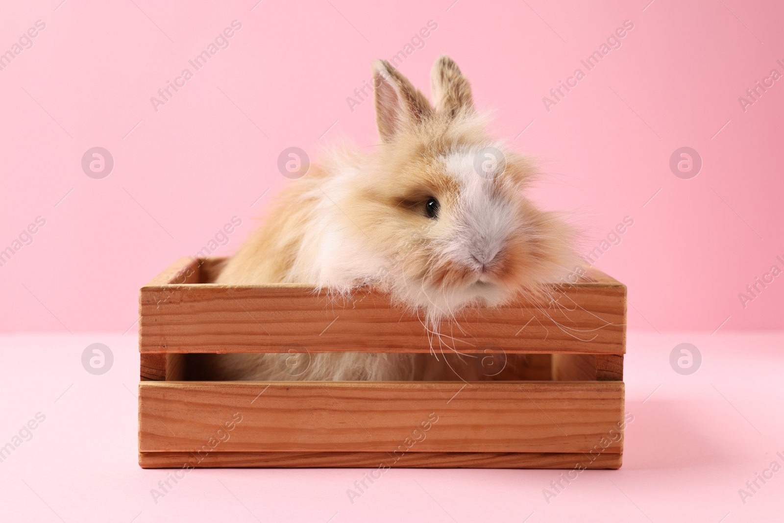 Photo of Cute little rabbit in wooden crate on pink background. Adorable pet