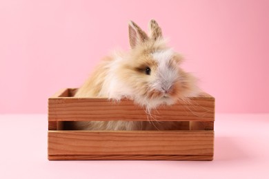 Cute little rabbit in wooden crate on pink background. Adorable pet