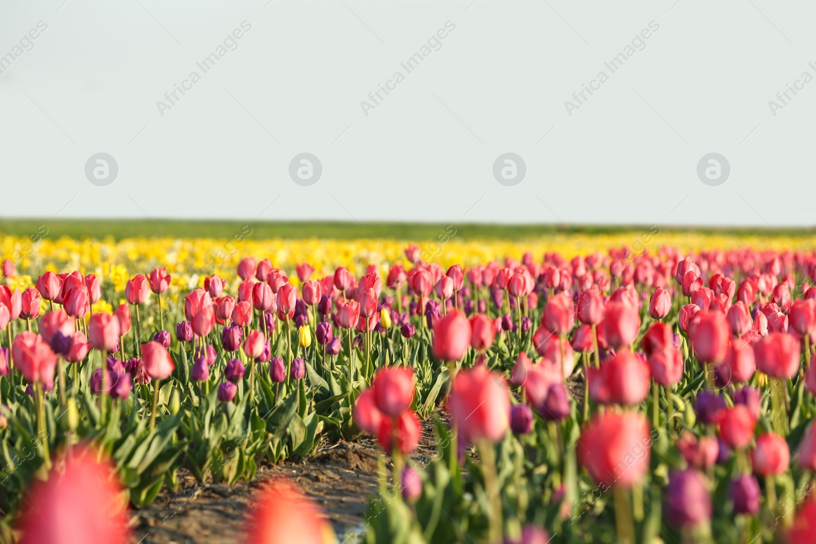 Photo of Field with fresh beautiful tulips. Blooming flowers